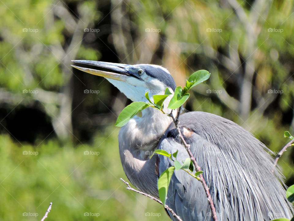 Great Blue Her on Open Beak. Great Blue Her on in profile with beak slightly open