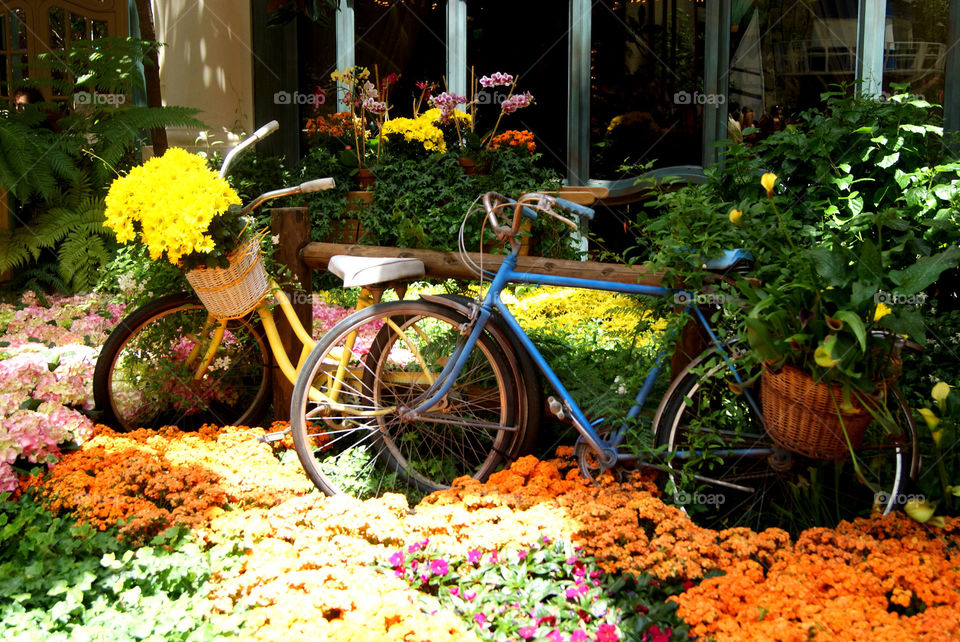 Potted plants near bicycle