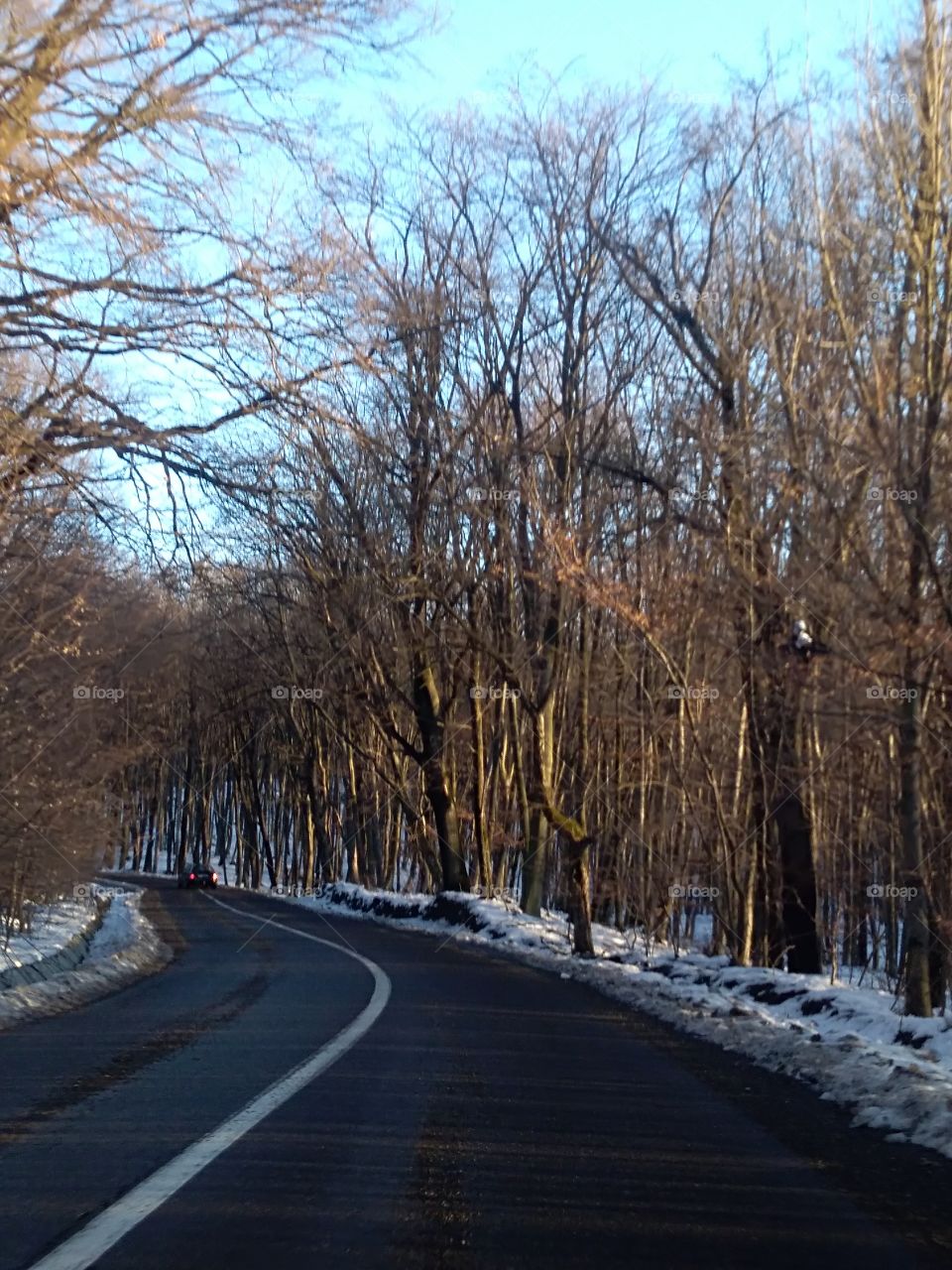 forest road