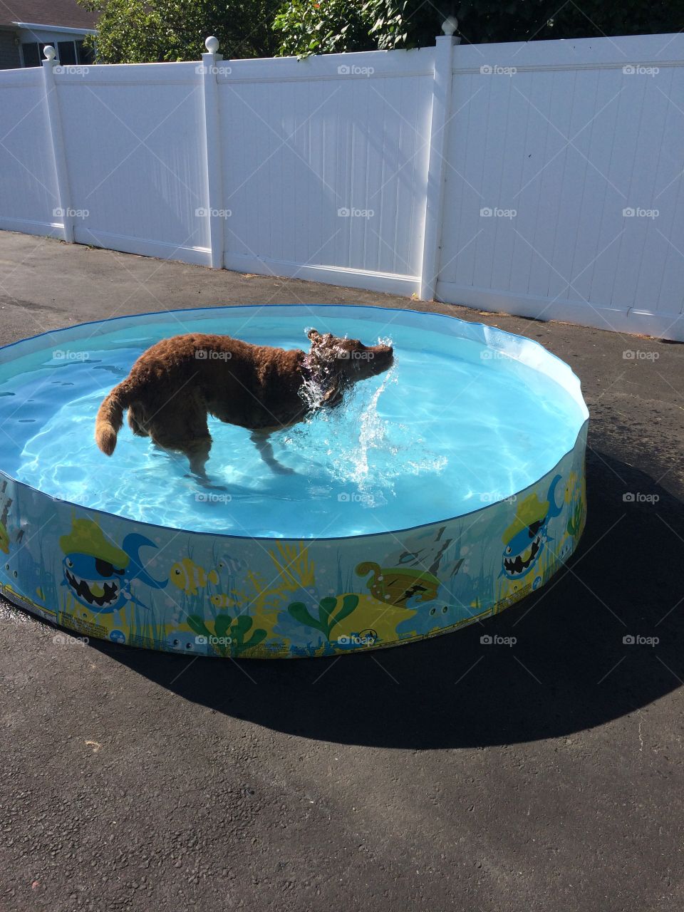 Puppy Pool