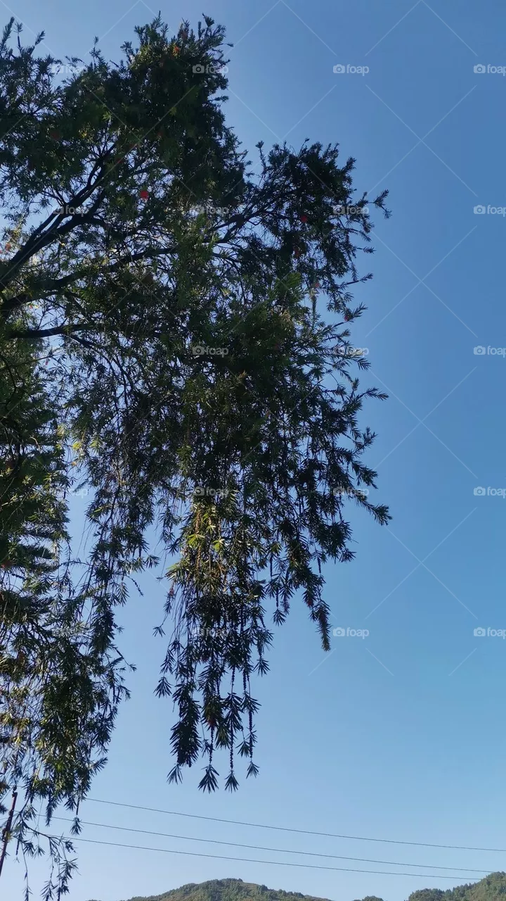 Sky