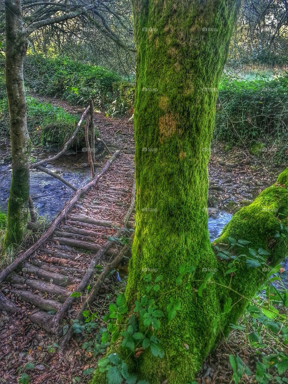 Wooden bridge over a stream