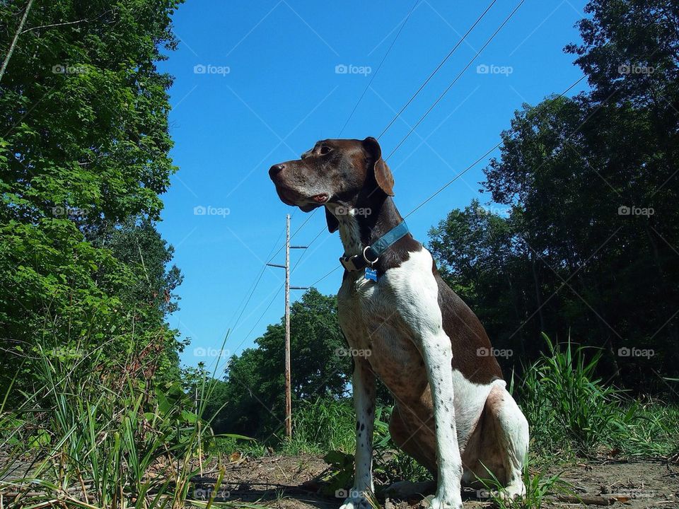 German Shorthair Pointer