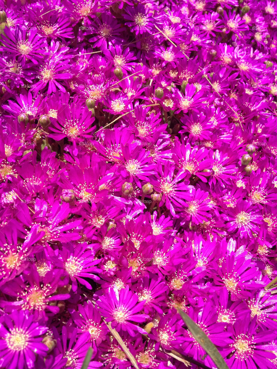 spring flowers pink interflora by Anna