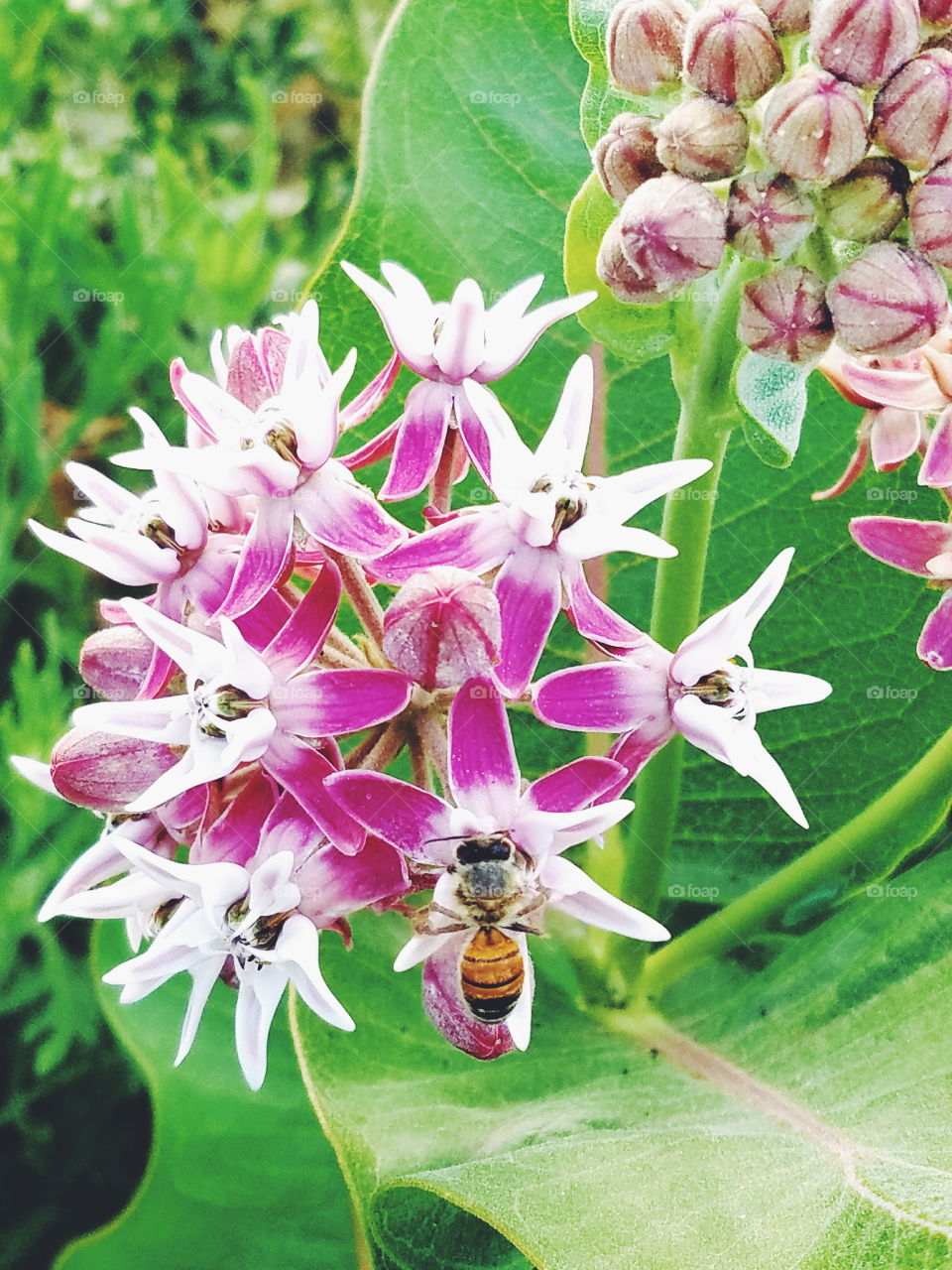 Nature, Flower, Flora, Leaf, Garden