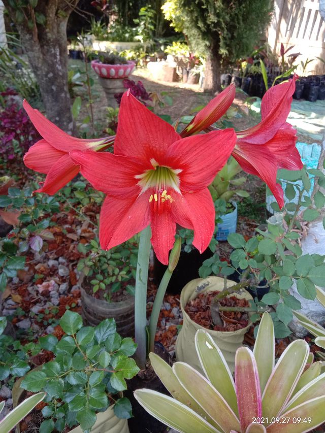 lillies 3