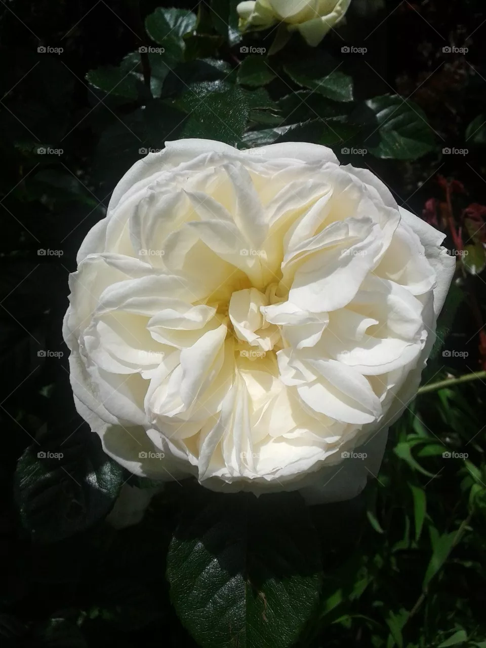 camellia
