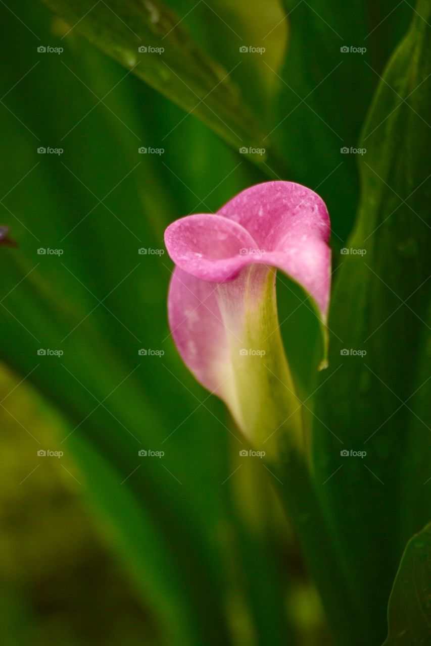 Tulip