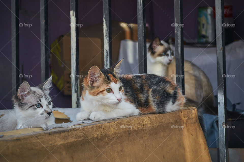 Cats watching intently