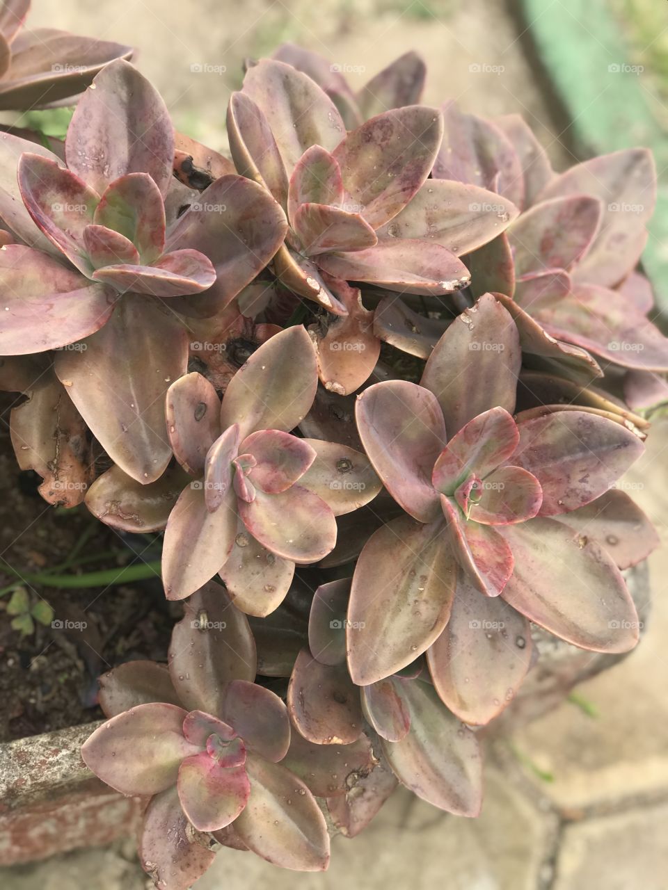 Brazilian cactus flower