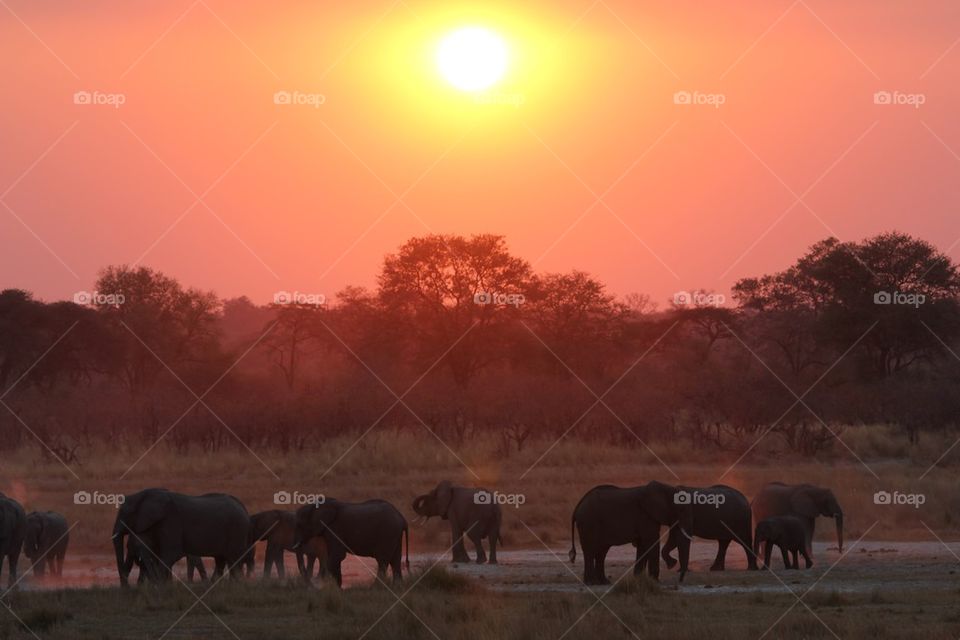 Elephant sun