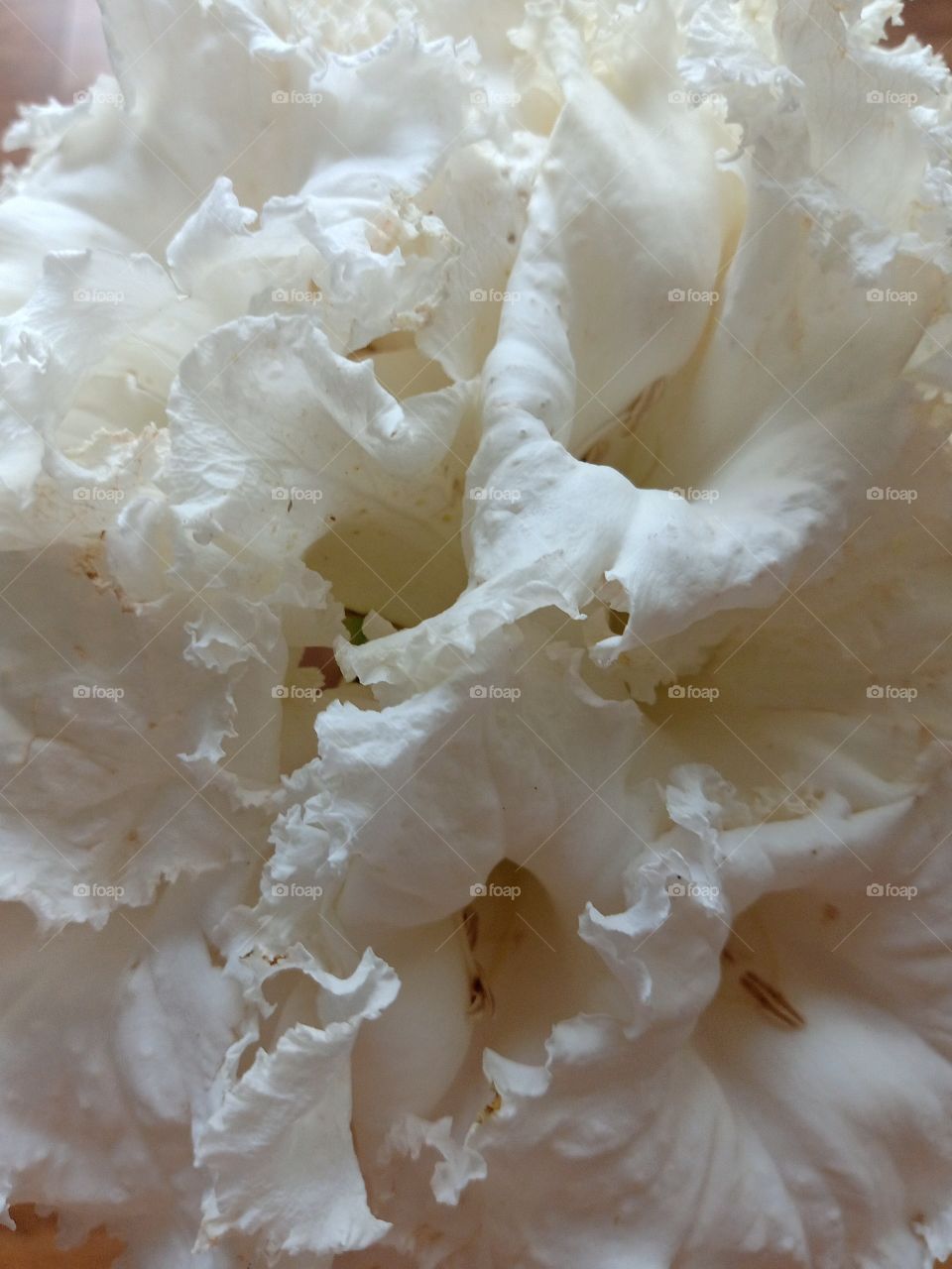 White Dolichandrone Serrulata Flowers