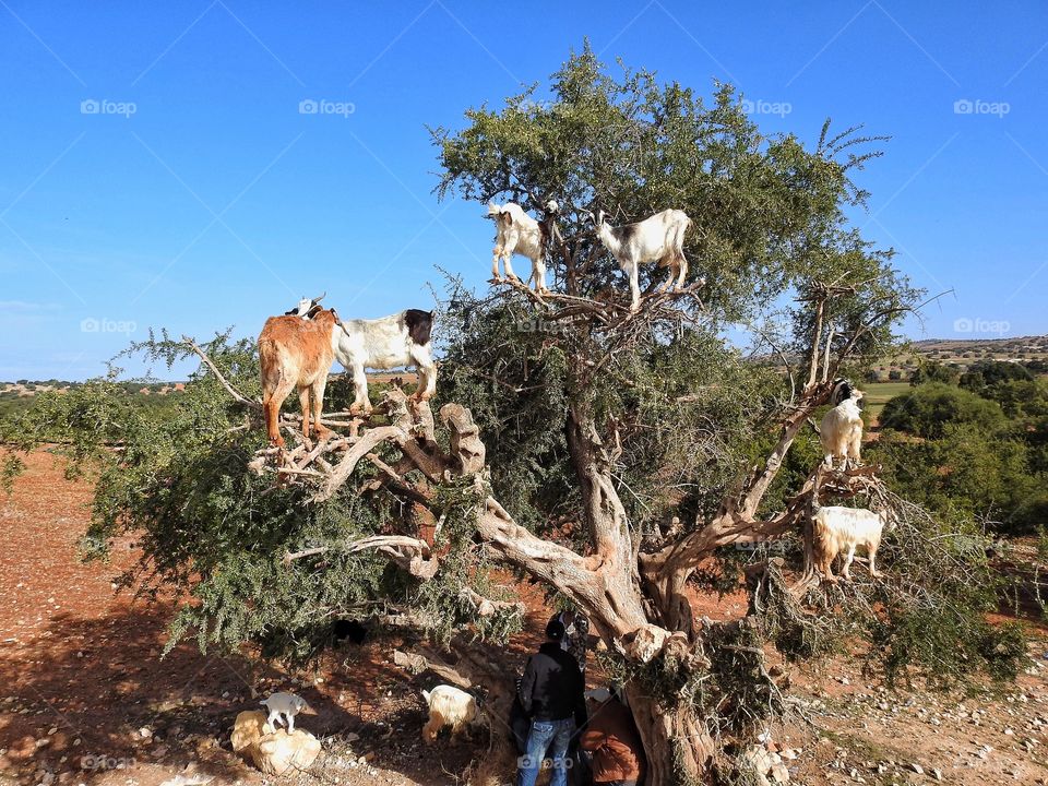 Goats on argan tree