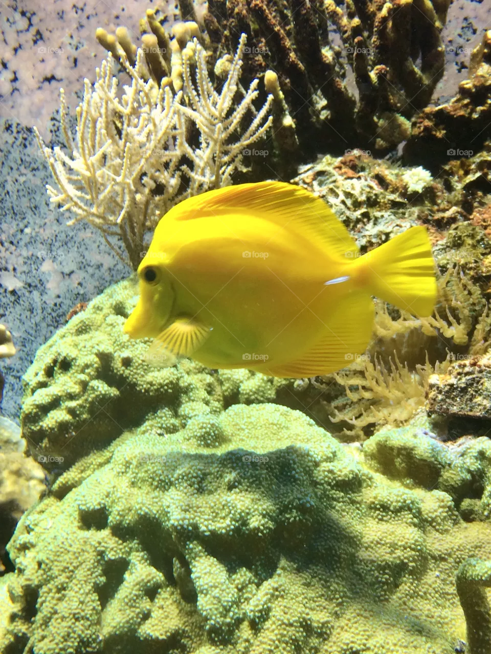 Fish