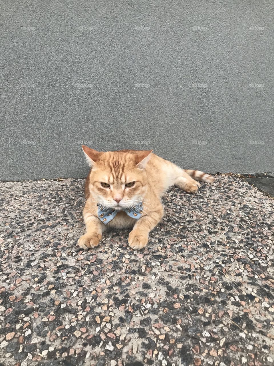 Grumpy cat with bowtie 
