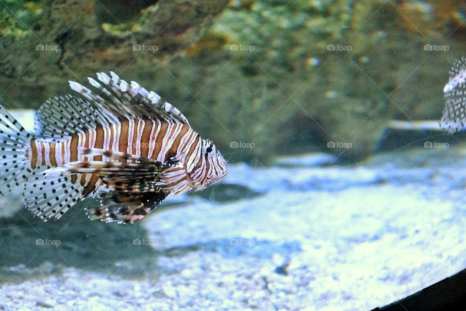 Lionfish casually taking a stroll around his tank at an aquarium. Taken with a Nikon DLSR D3400