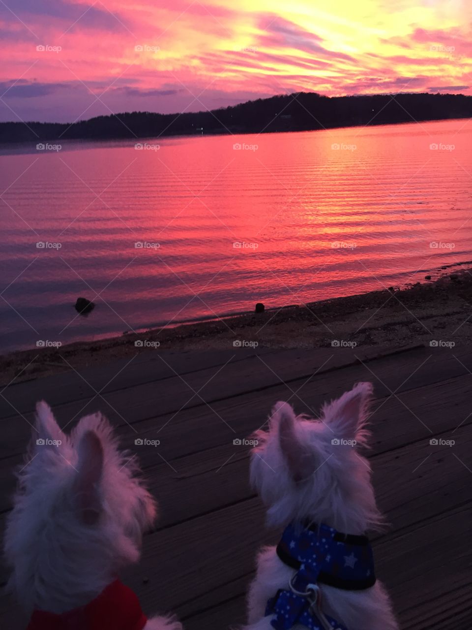 Westie puppies watching sunset