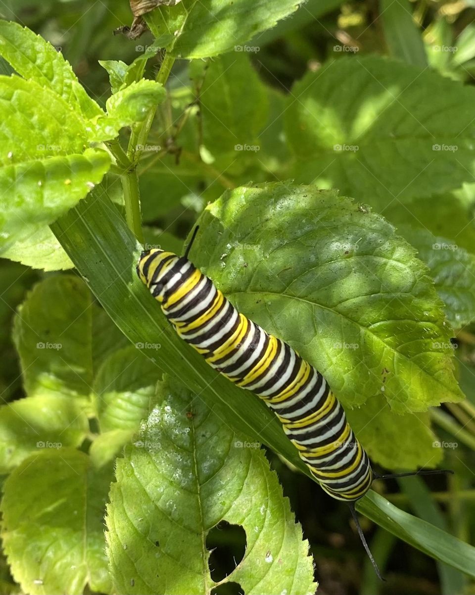 Monarch caterpillar on some leaves