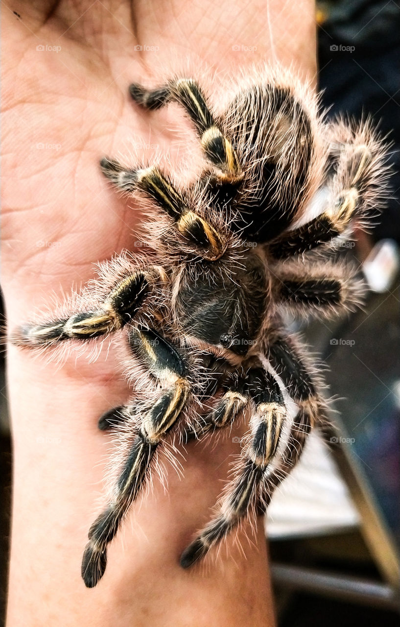 creates a color pop nature!