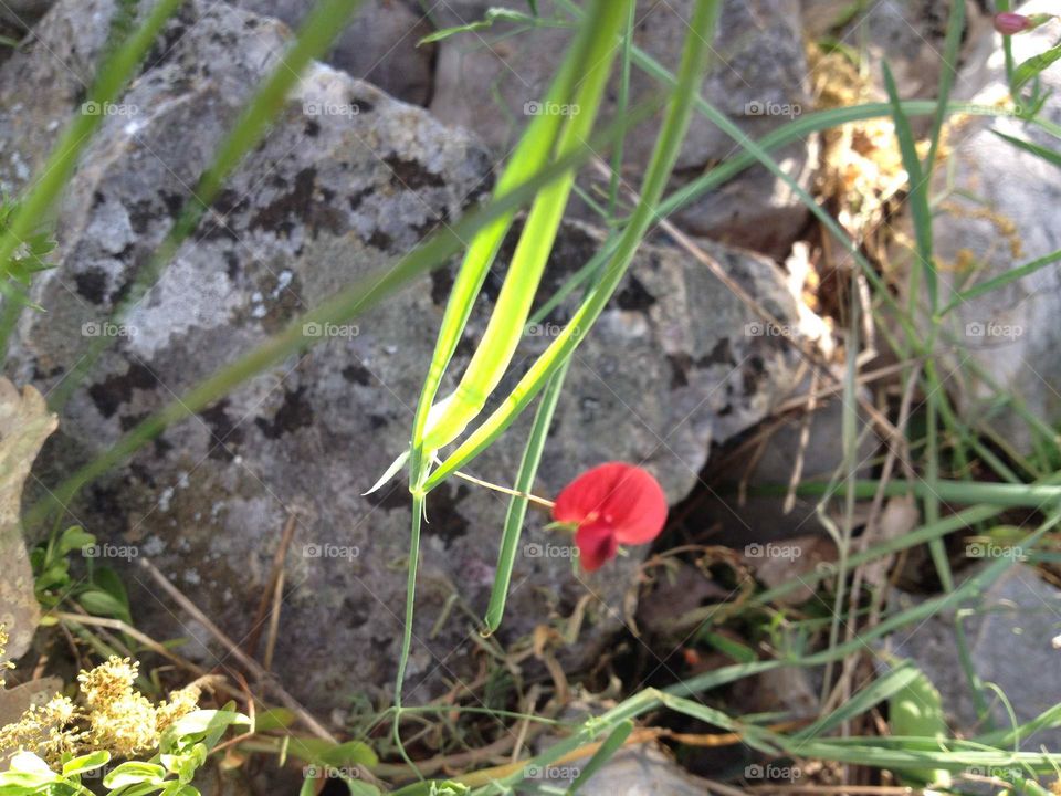 A Flower Between Rocks