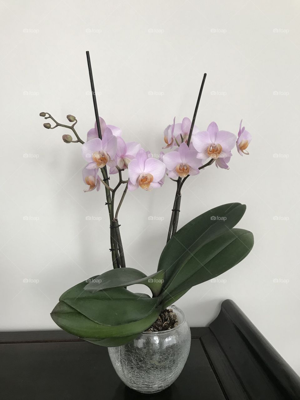 My blooming orchids 