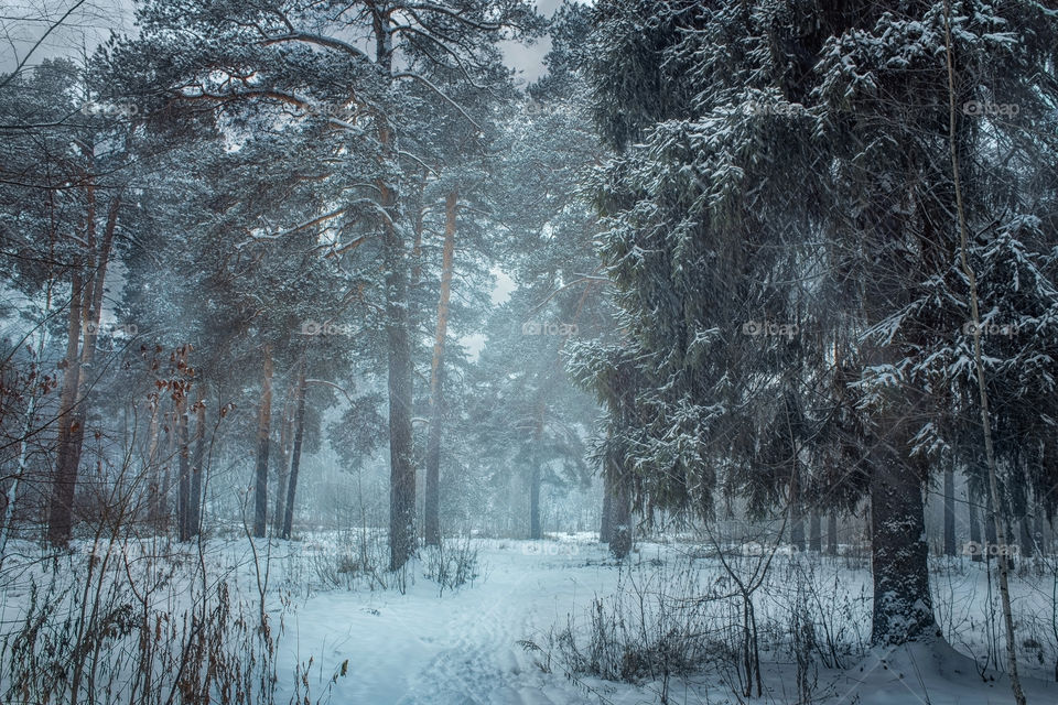 Winter forest at cloudy day