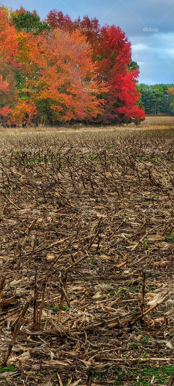 depleted corn field