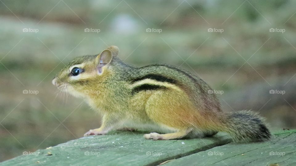 Chipmunk, where's the cat