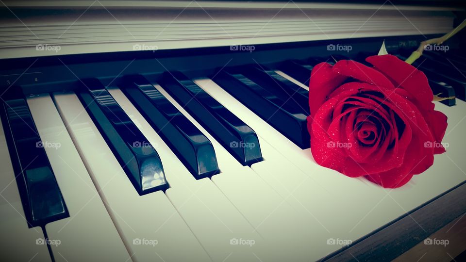Rose bud rests on piano high contrast poetic image captured in low light beautiful red rose love