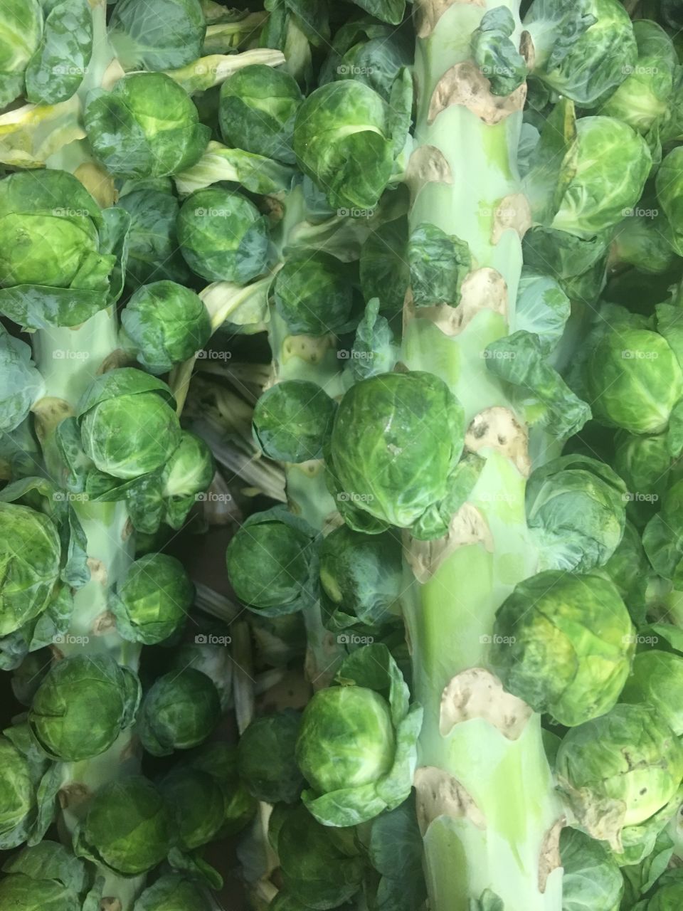 Brussels sprouts still on the stock