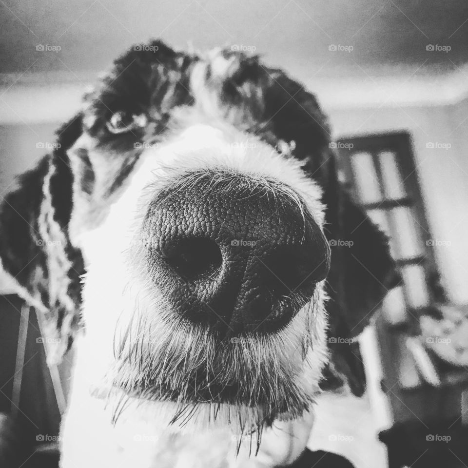 A close up of a dogs nose in a dramatic black and white photo