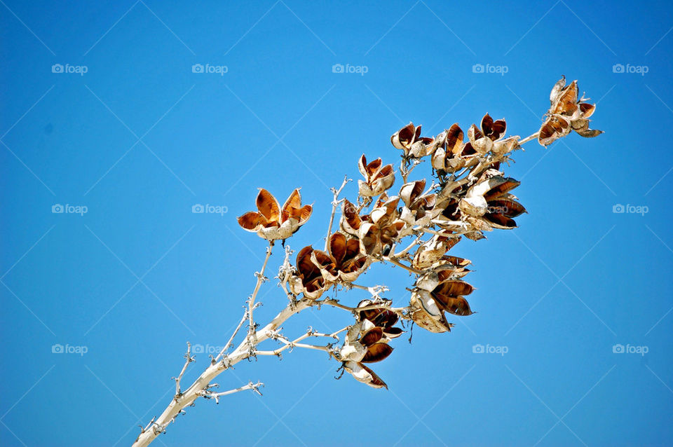 white sands new mexico flora flower national park by refocusphoto