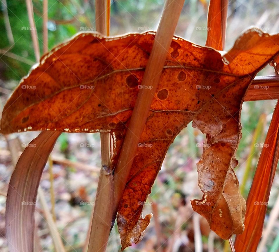 autumn leaf in grass.