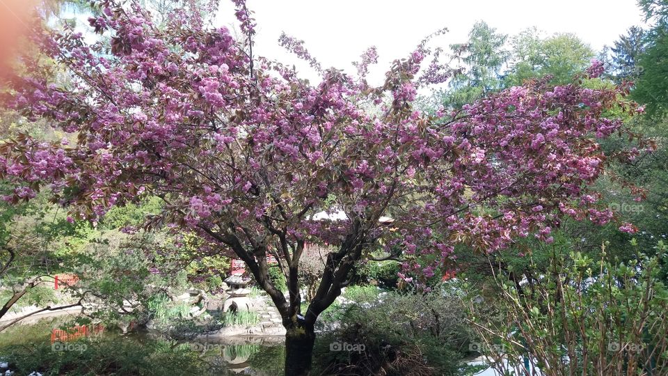 Sakura tree in a park