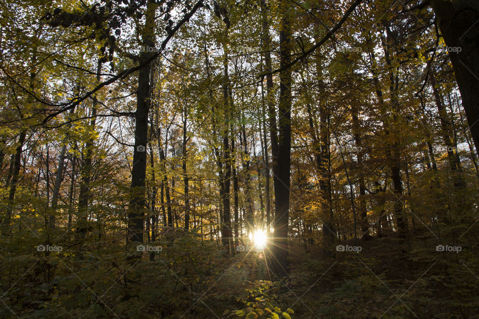 Sunbeams in yellow forest