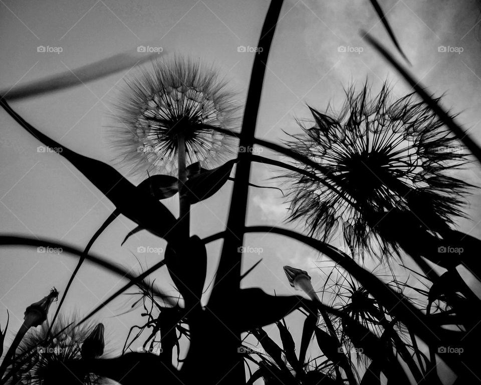 silhouettes of dandelions against the sky. black and white photography