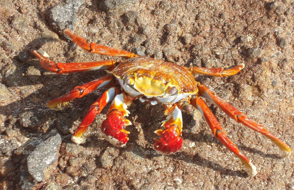 Light Footed Sally Crab