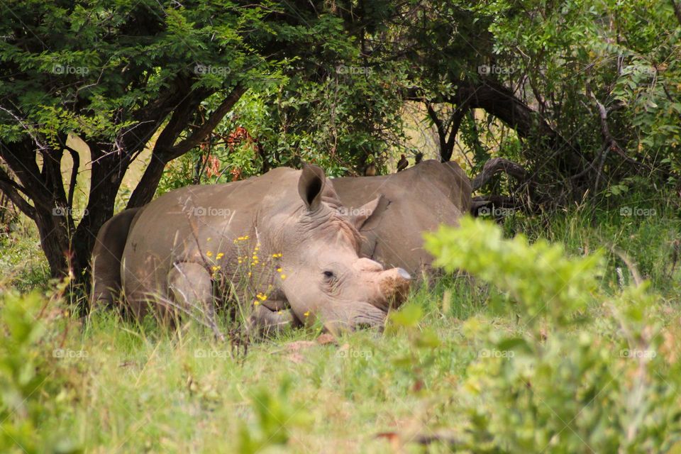 Rhinos relaxing in the shades on a very warm summer's day in South Africa