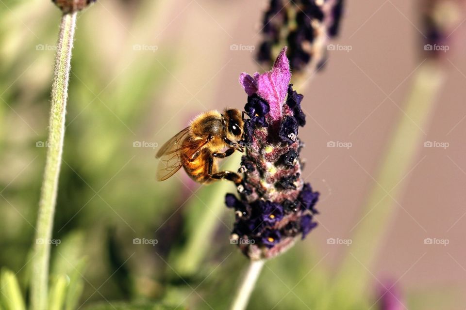 Flower and bee