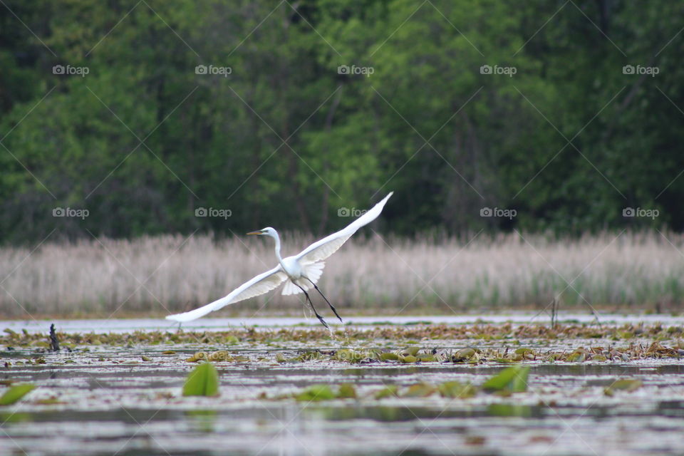 Egret