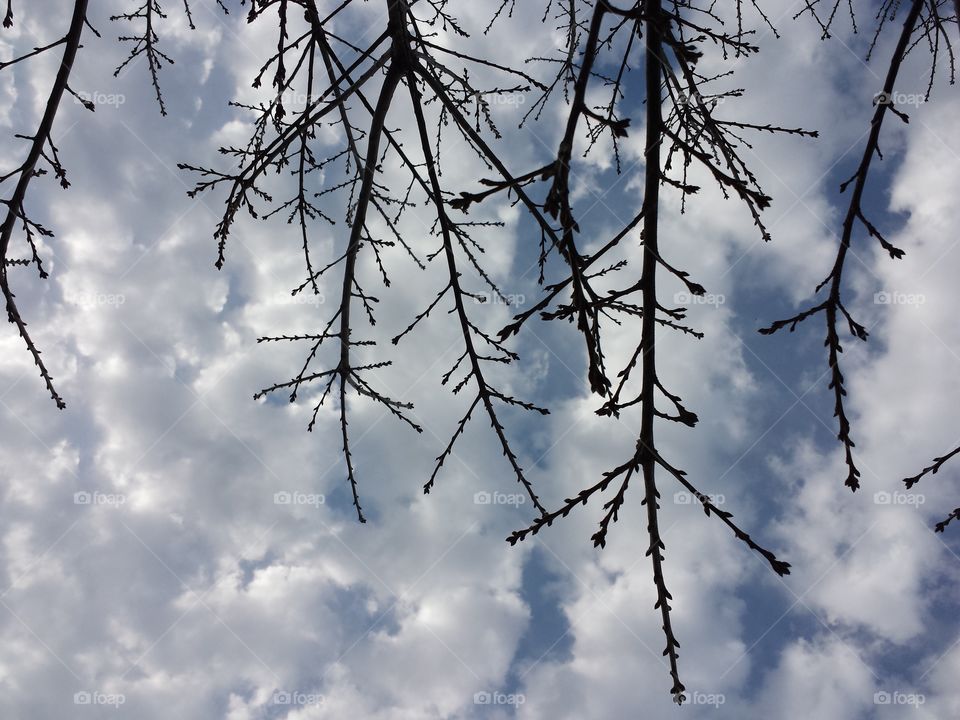 Black Oak Spring Branches