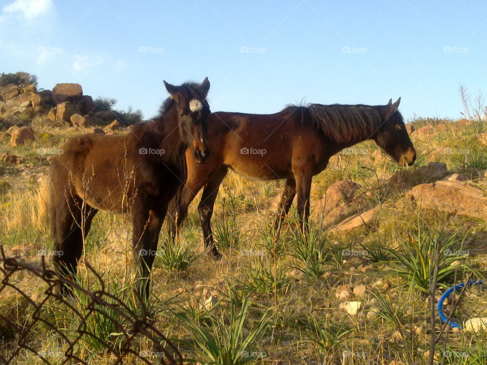 Mammal, No Person, Grass, Cavalry, Pasture