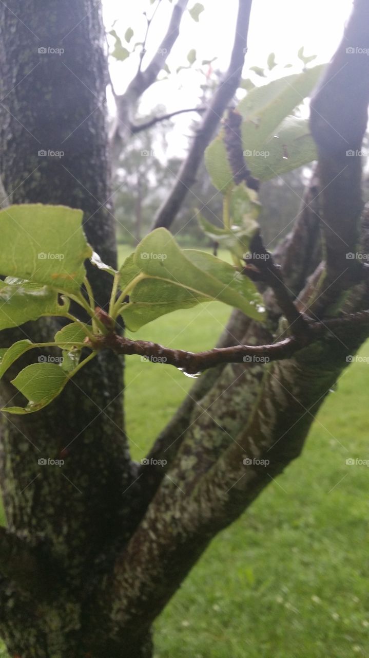 Rain branches