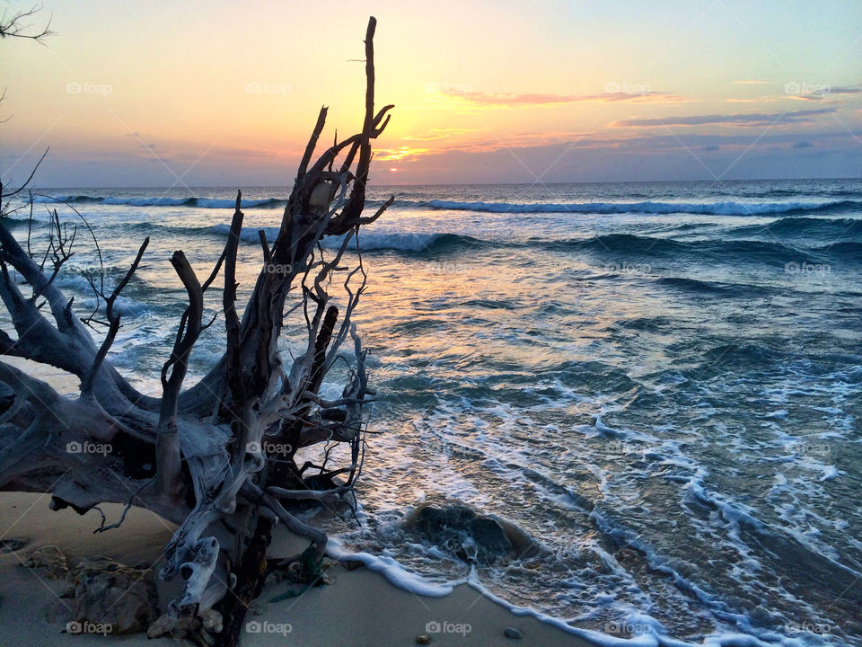 Sunset at beach with old tree