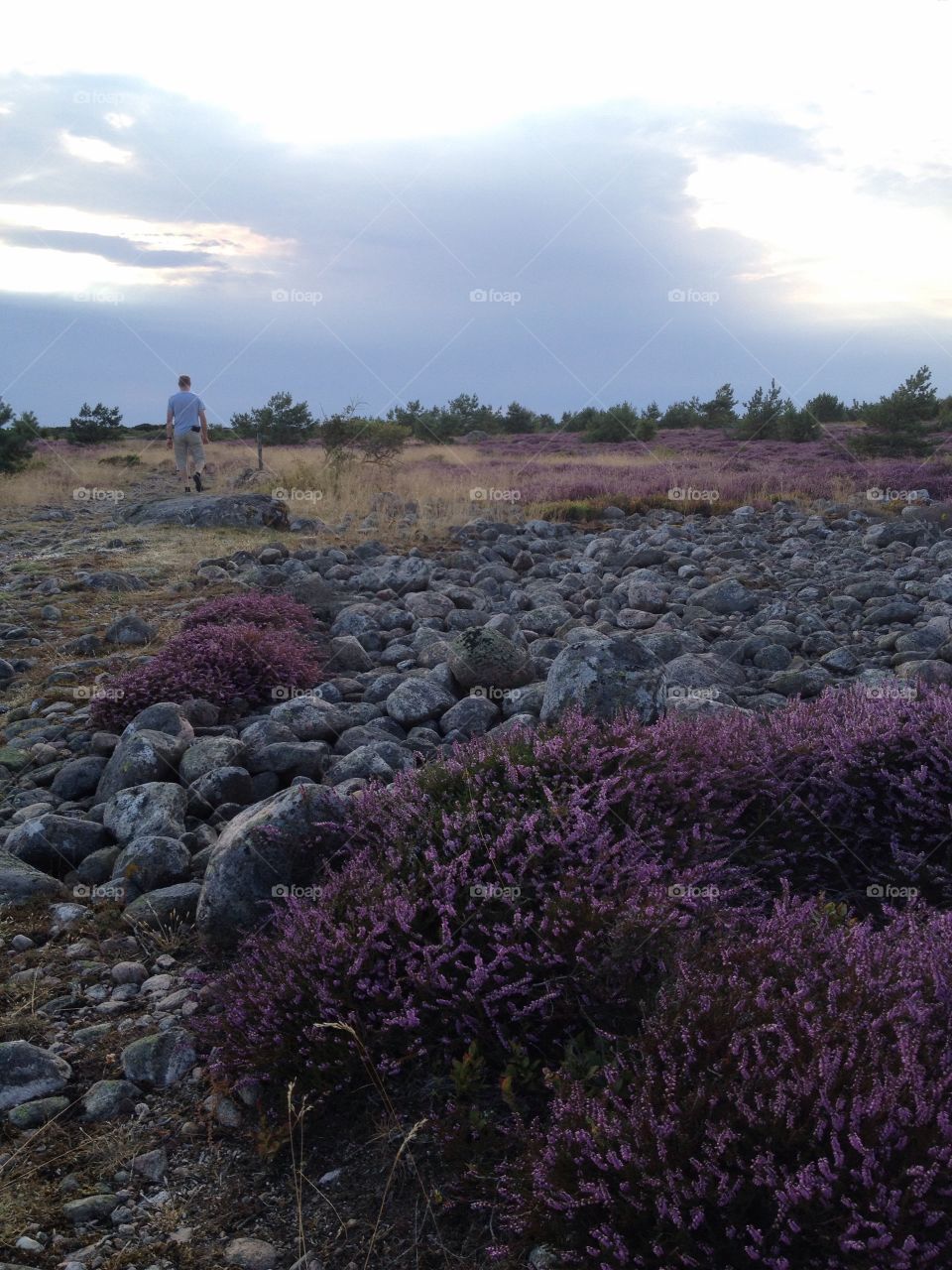 Purple heather