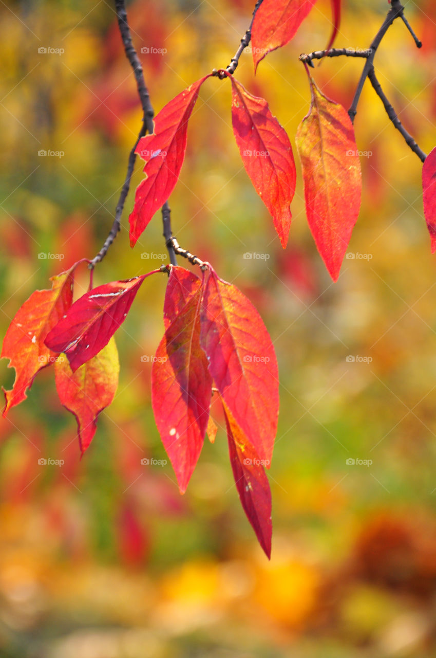 Close-up of red autumn leaves