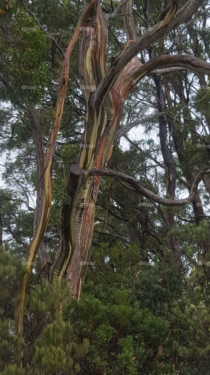 stripey bark tree
