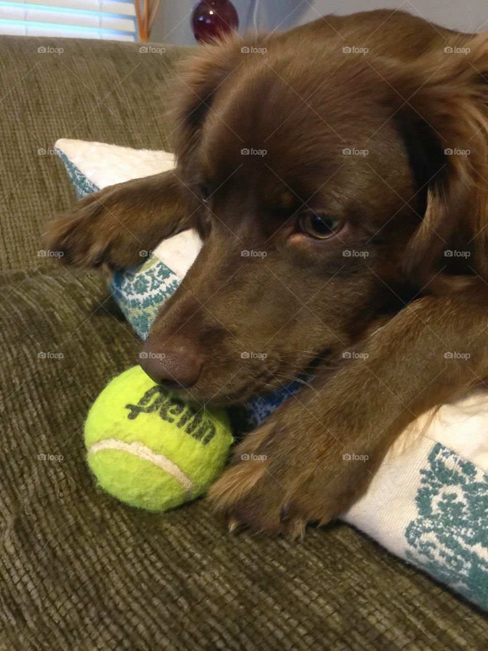 Dog and tennis ball 