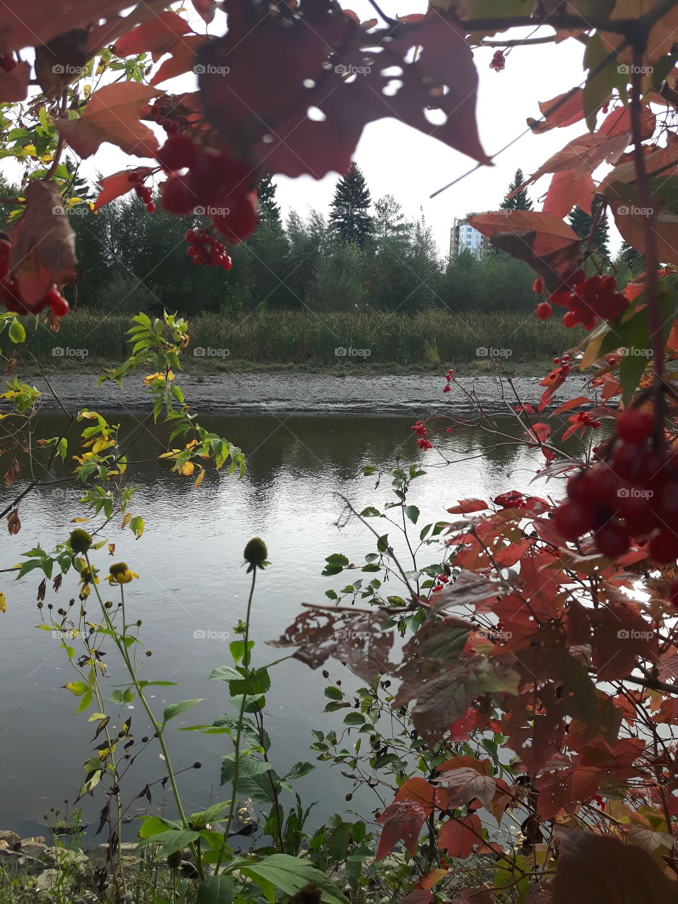 river in the fall!🍁🍂🍃