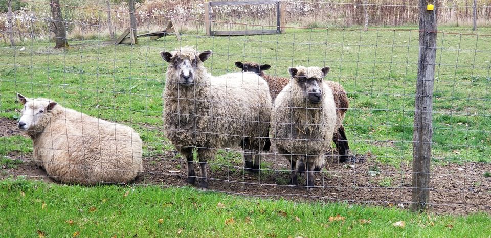 ladies waiting. I see ewe.